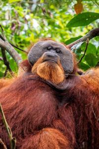 Asim Paris Guesthouse & jungle trekking