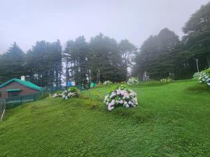 Forest Vibes Kalatop-Rooms And Restaurant