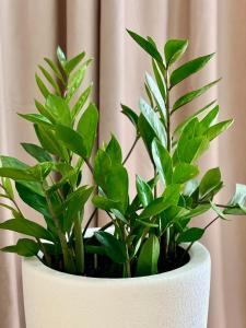 OSapart at Shevchenka 19 Street