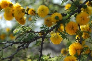 Lavanda y Romero Villa Yacanto de Calamuchita