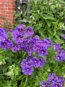 Hempen Fied Gästehaus - Apartment 3