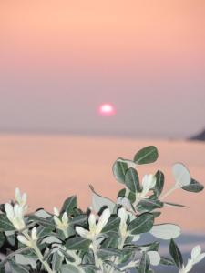 Delfini Sifnos Greece