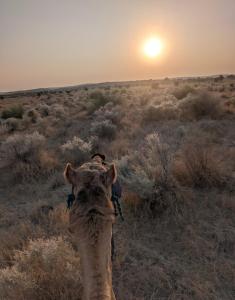 Joeys jaisalmer hostel
