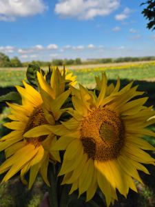 Ferienwohnung Sonnenschein Familie Hamdorf