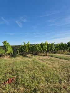 Tinyhaus Wolkenlos Familie Hamdorf
