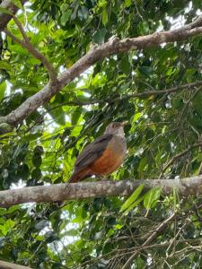 Prainha do Guaraú - Vista Mar - Pé na areia
