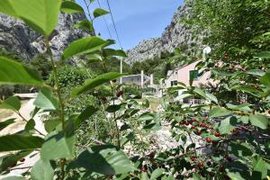 Apartments Petea Omis