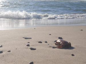 Seaside Escape with Sauna - By Traum Ferienwohnungen