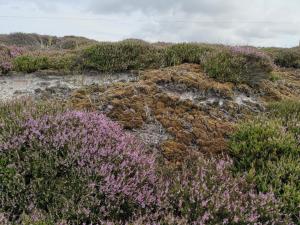 24 persons holiday home in Nørre Nebel