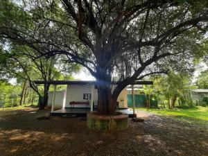Ayu Kataragama
