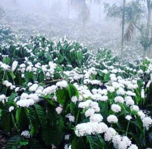 BEAN IN BREEZ homestay COORG