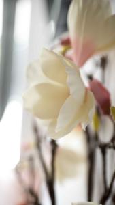 Work and Stay Apartment Balcony