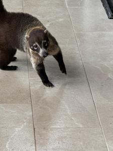 El Valle de Anton La Chachalaca