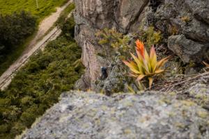 Cabaña Bambú - Roca Glamping Suesca