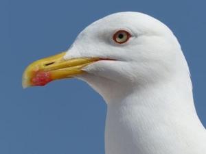 Casa do Mar - Familiar T3 Duplex - Terraço - Central