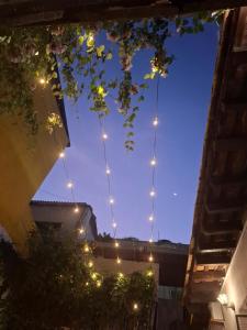 Lotus Centro HIstorico