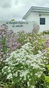 FarmStay Tawanchai ฟาร์มสุขตะวันฉาย YS