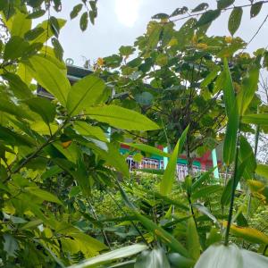 View Porjoton Mairung Gaon Homestay