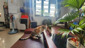 Sena home 3rd-Near Danang Dragon bridge-Han river