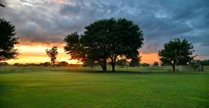 Buffalo Thorn Tree Lodge