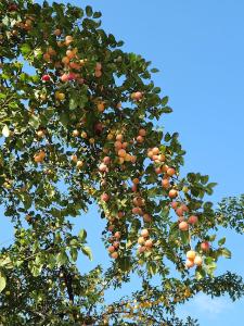 Little house Katia Mestia