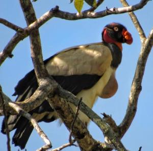 La Ceiba Biolgical Reserve