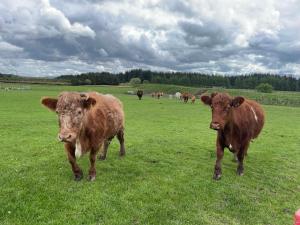 Distillers Cottage, Peaceful rural retreat in Lanarkshire, onsite craft distillery, hot tub, bbq hut, central for exploring Scotland