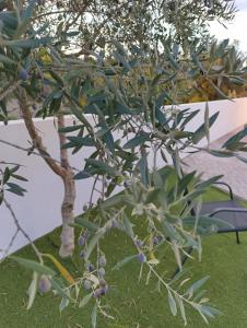 Quintal do Olival- Um refúgio na Natureza