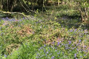 1 Bedroom Apartment Sleeps 2 - Pets Welcome - Tv