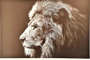 Lion - Centre-ville - MA CONCIERGERIE