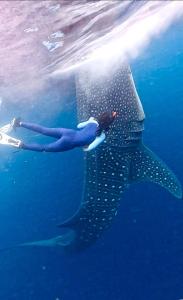 Whaleshark open trip