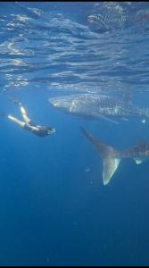 Whaleshark open trip