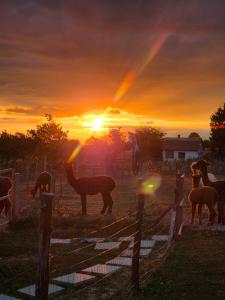 Alpaka Bakonya Kisház