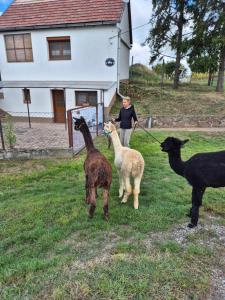 Alpaka Bakonya Kisház
