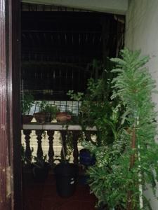 Aluguel 250,00 a diária