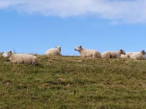 Modern Seaside Retreat - By Traum Ferienwohnungen