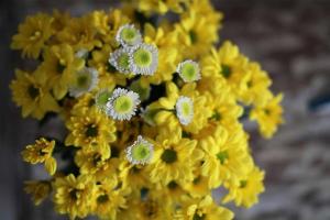 Casa Toledo 1 Bedroom Seminyak - Kerobokan