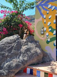 El jardin de Valle de Guimar