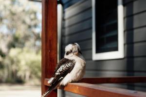 Tuckeroo Cottages - Rosella Cottage