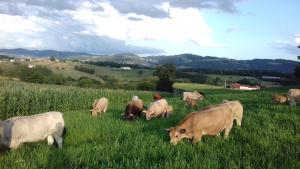 Gîte de la Ferme des Bourettes