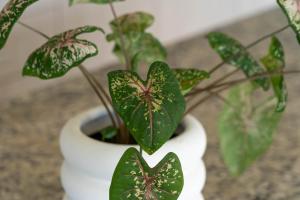 Modern Boho Chic Apartment in Cancun