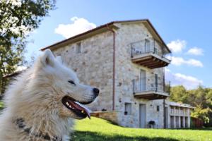 Villa Krug with 3 br and a pool immersed in nature near Buje