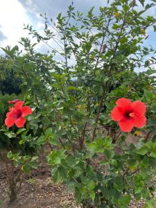 Sai Samata Lodging Boarding