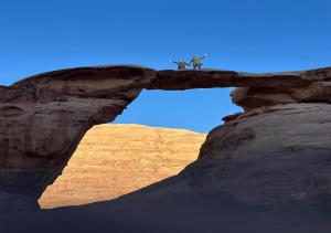 Wadi rum stay