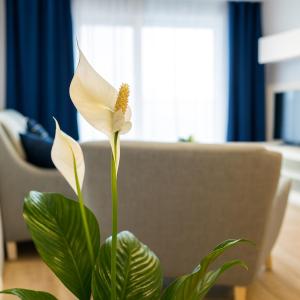 Apartment las sirenas -WiFi 100 Mb-, Sea view