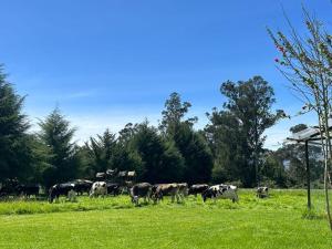 Loft Del Fundo Del Abuelo
