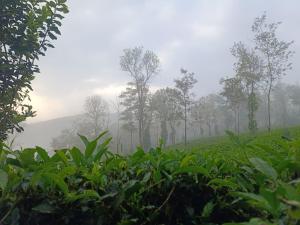 MistAura Vagamon Tea Garden Cottage