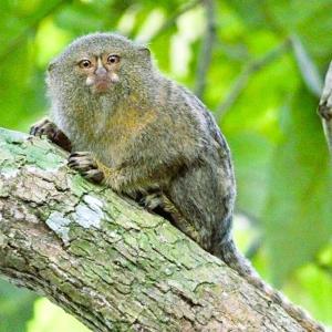 Jacamar Lodge Expeditions