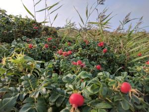 9 person holiday home in Hurup Thy-By Traum