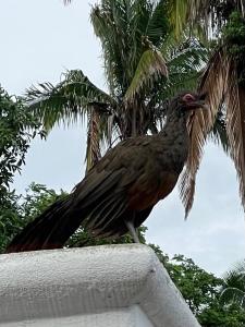 Villa Las Palmas San Pancho